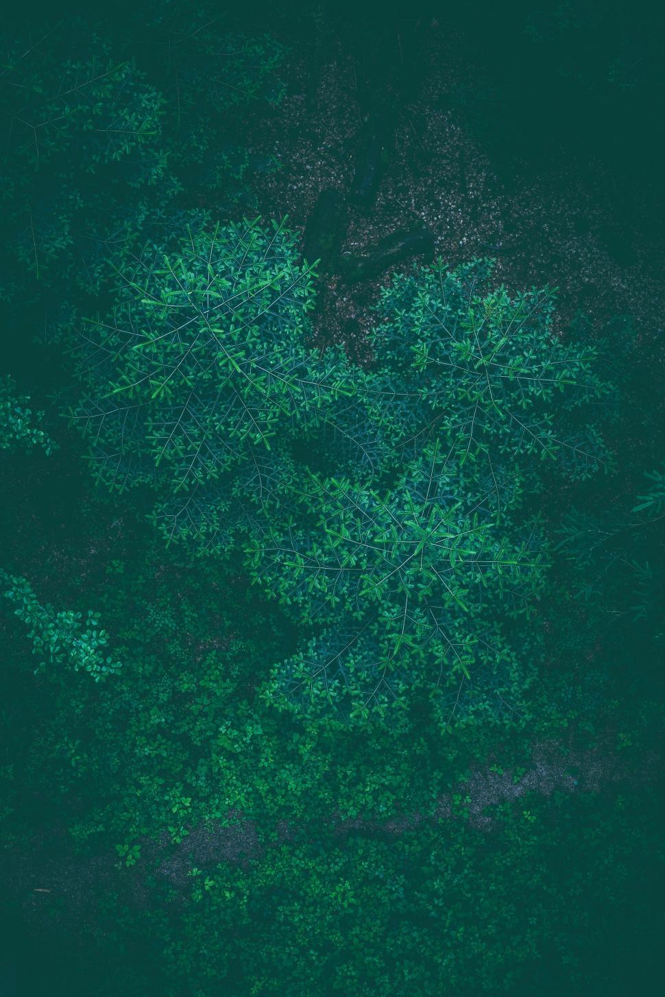 Free Image of Dense green foliage in darkened ambiance 