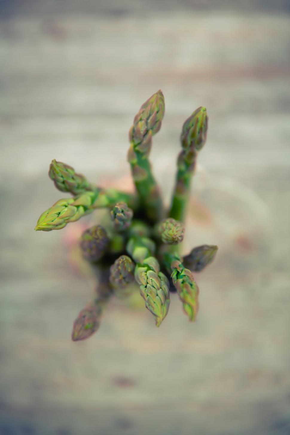 Free Image of Fresh asparagus bunch on rustic surface 