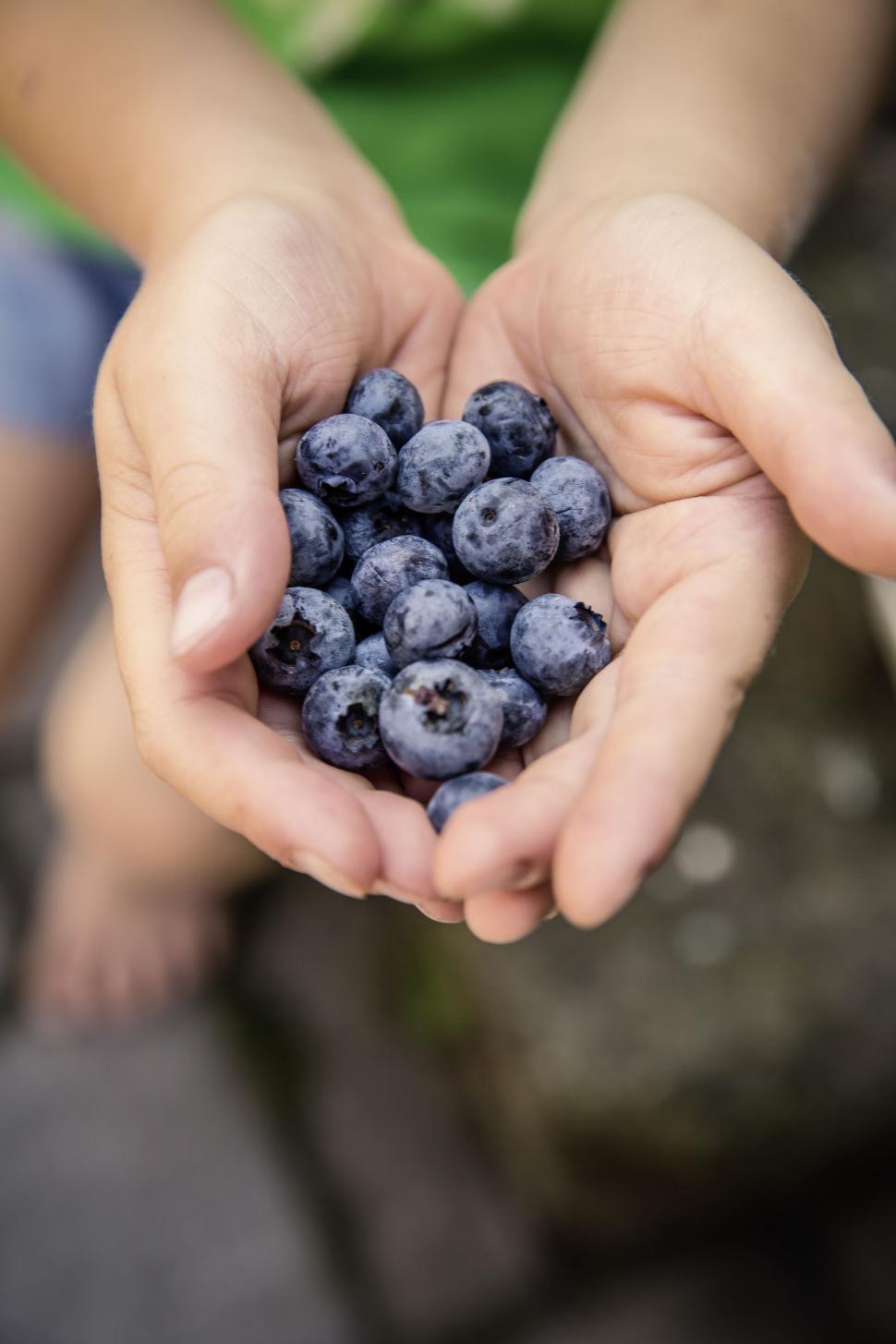 Free Image of Hands holding fresh blueberries closeup 