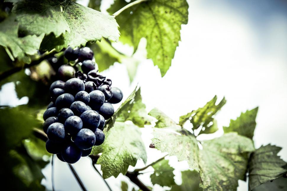 Free Image of Clusters of ripe grapes hanging on vine 