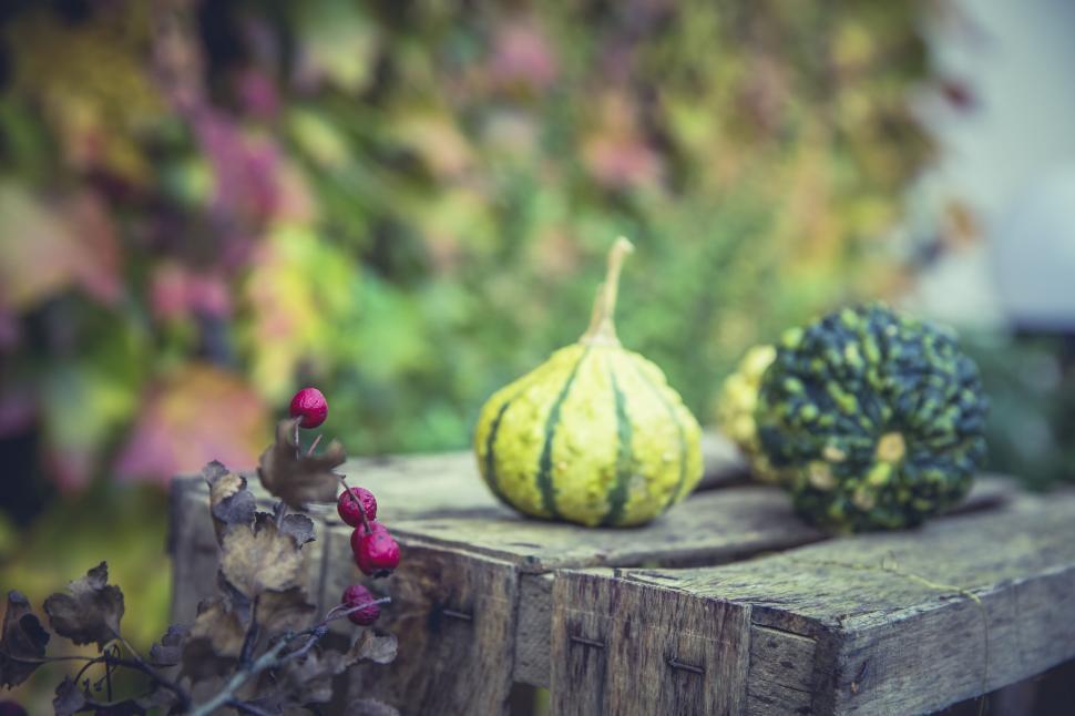 Free Image of Autumnal gourds on rustic wooden surface 