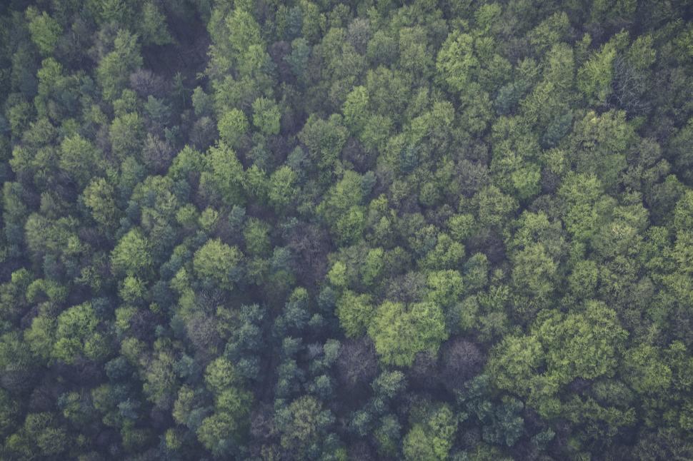 Free Image of Aerial view of dense green woodland 
