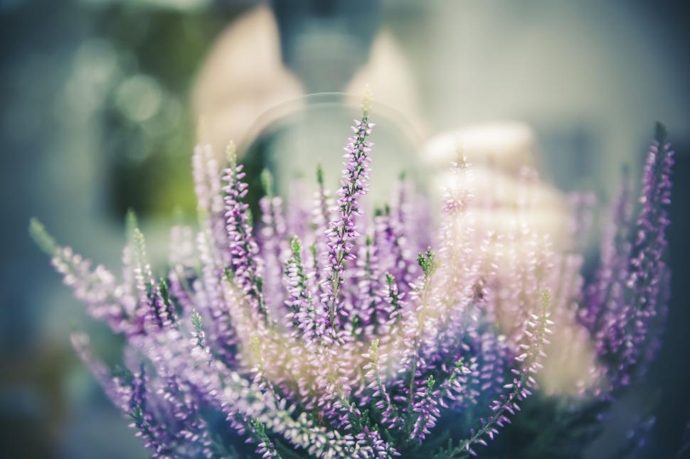 Free Image of Purple lavender flowers in a soft focus 