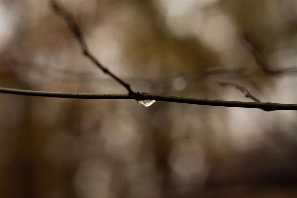 Free Image of Single water droplet on a bare branch 