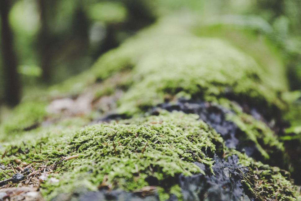 Free Image of Close-up of moss covered log in forest 