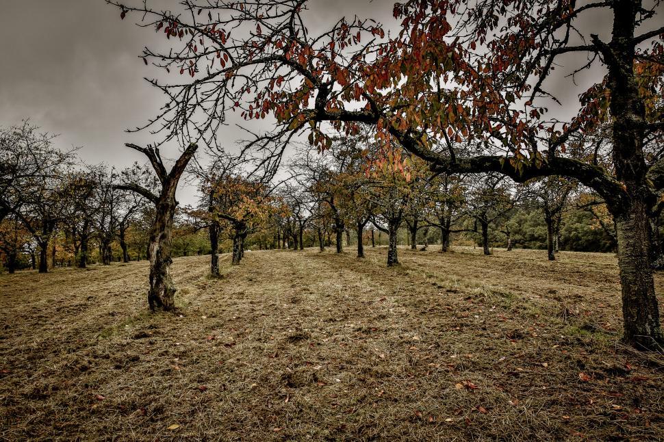 Free Image of Autumn landscape with bare fruit trees 