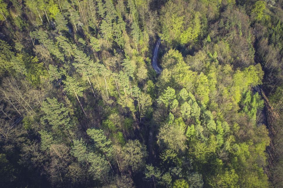 Free Image of Aerial view of snaking forest river 