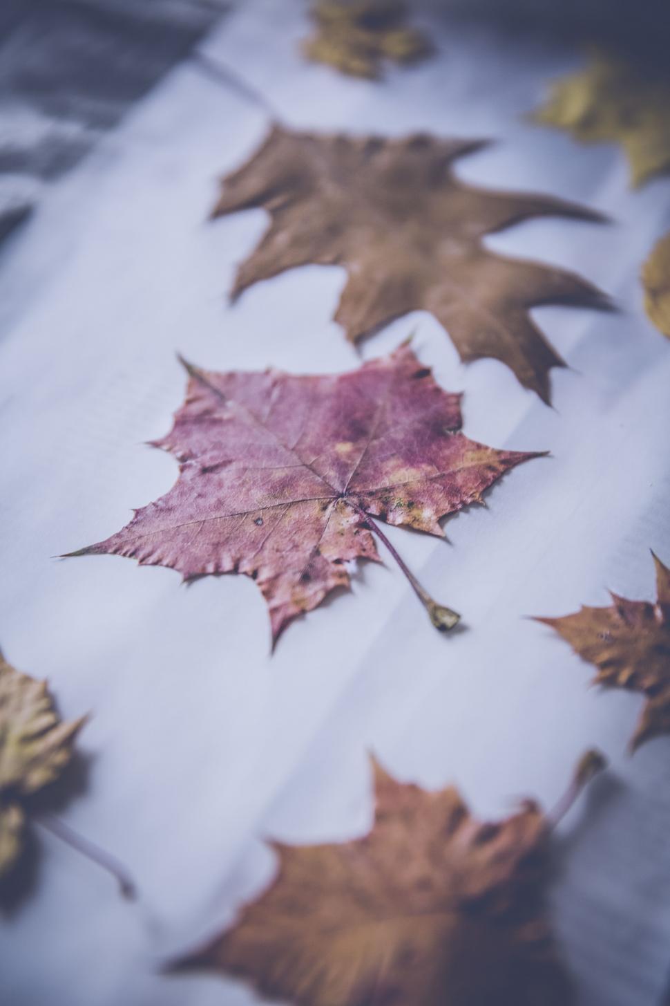 Free Image of Autumn leaves on a wooden background 