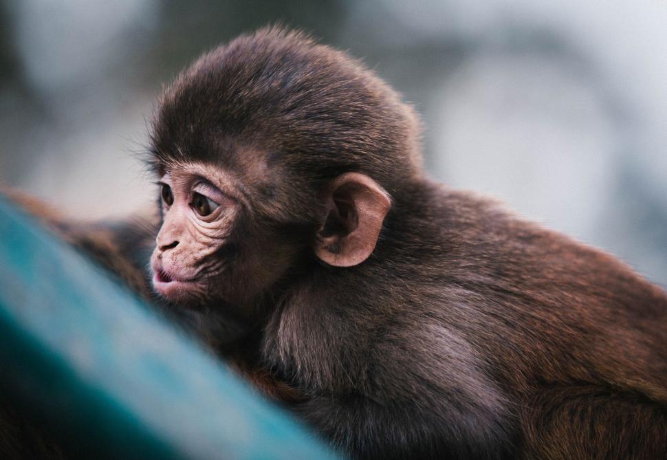 Free Image of Monkey gently resting with focus on ear detail 
