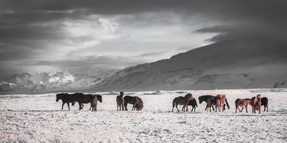 Free Image of Herd of horses in a snowy winter landscape 