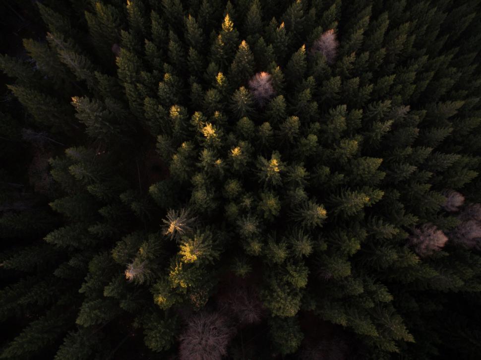 Free Image of Aerial view of dense evergreen forest 