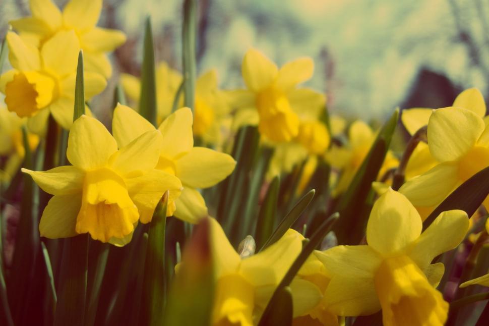 Free Image of Vibrant yellow daffodils bloom in spring 