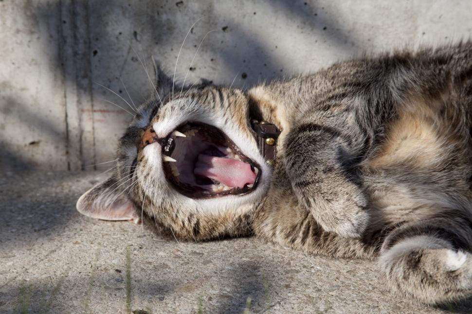 Free Image of Playful tabby cat yawning outdoors 