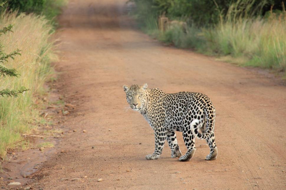 Free Image of Leopard walking on a dirt road in nature 