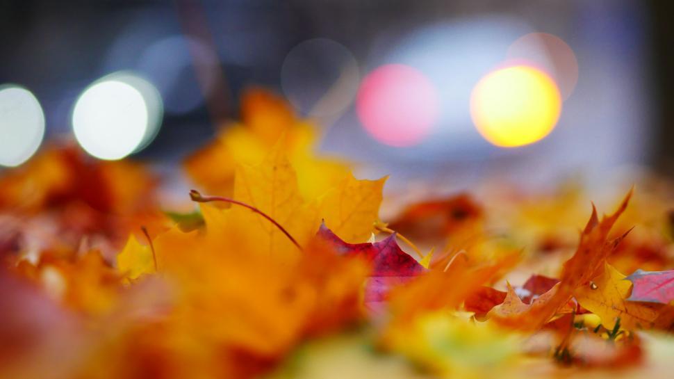 Free Image of Autumn leaves on ground with soft focus 