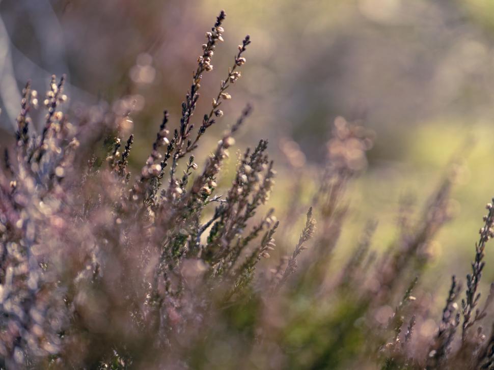 Free Image of Close-up of purple heather plants 