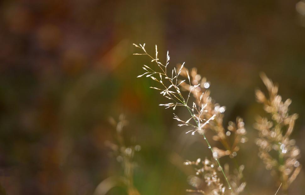 Free Image of Backlit grass blades in golden sunlight 