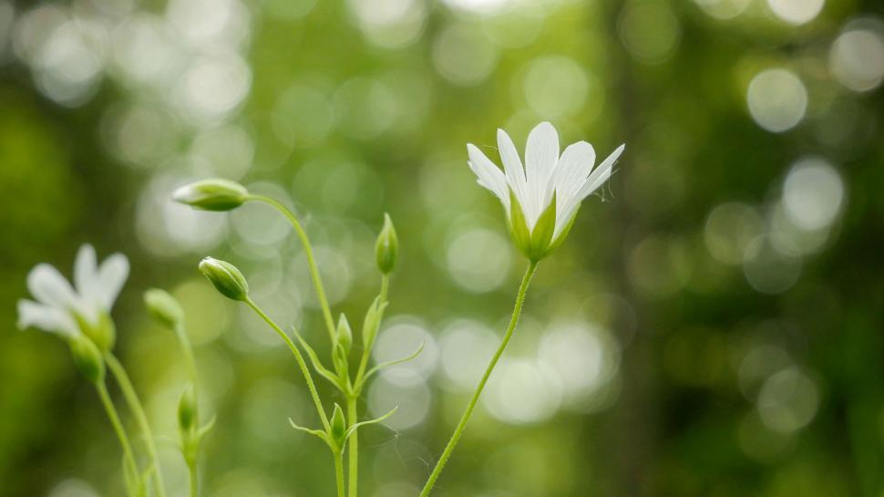 Free Image of White wildflower against a blurred green backdrop 