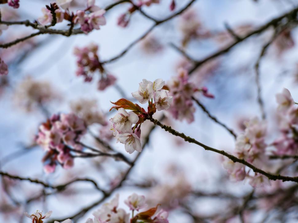Free Image of Cherry blossoms in bloom on a branch 