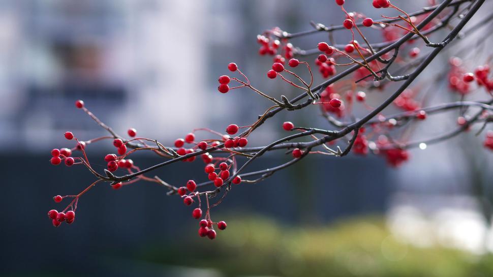 Free Image of Red berries on a bare winter branch 
