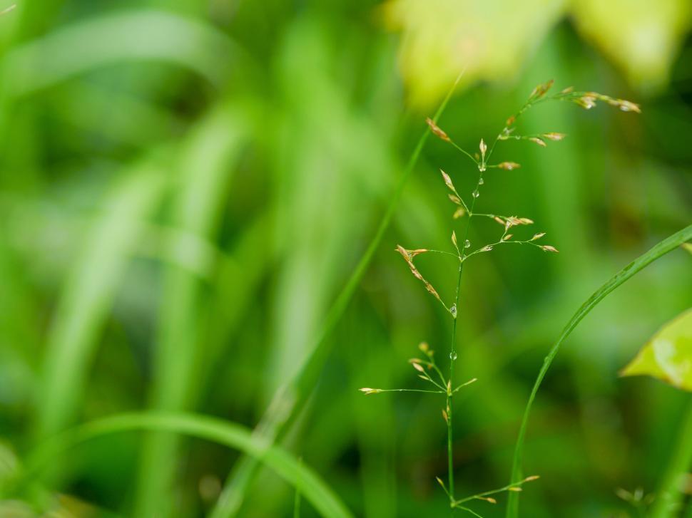Free Image of Grass blades close-up with soft background 