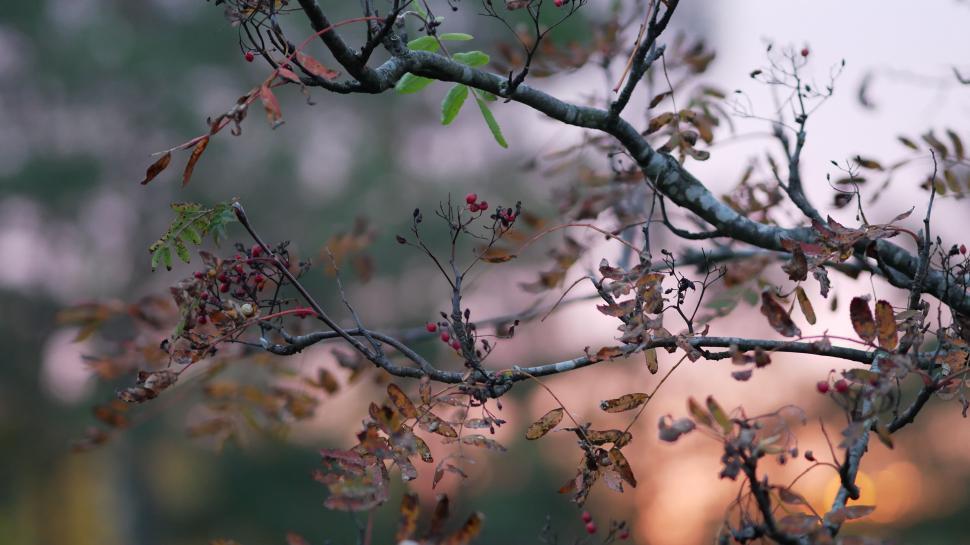 Free Image of Autumn leaves and berries on dusky evening 