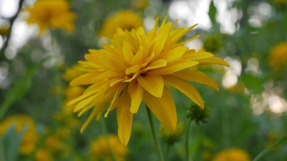 Free Image of Vibrant Yellow Flower Blooming in Nature 