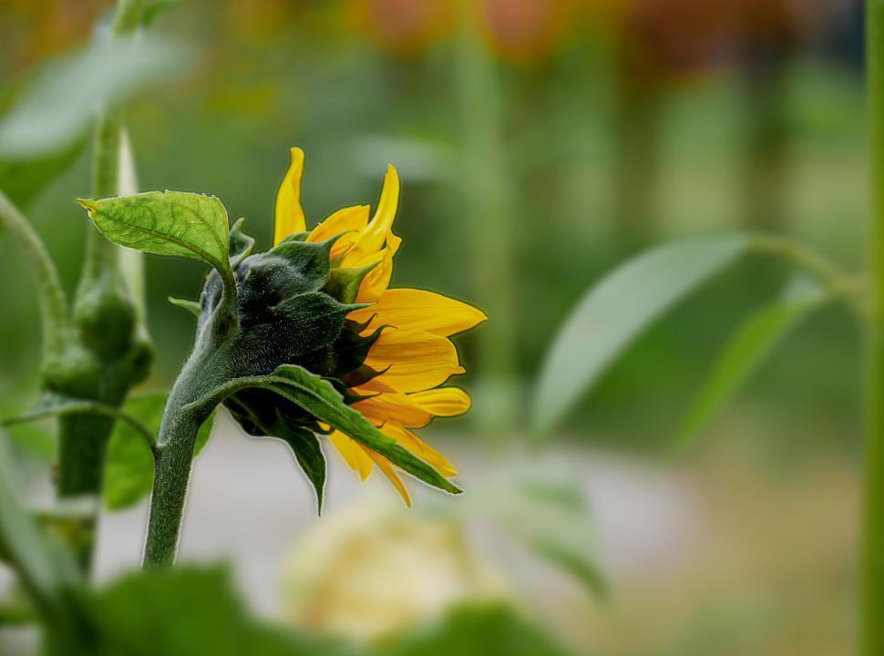 Free Image of Sunflower Turning Towards the Sun 