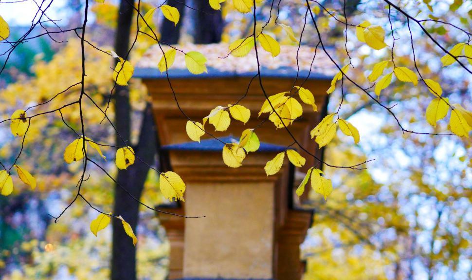 Free Image of Yellow Autumn Leaves on Branches 