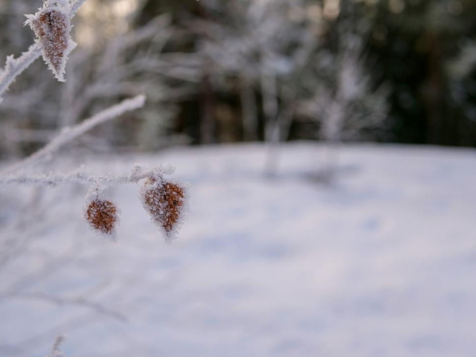 Free Image of Frost-covered plants in snowy landscape 