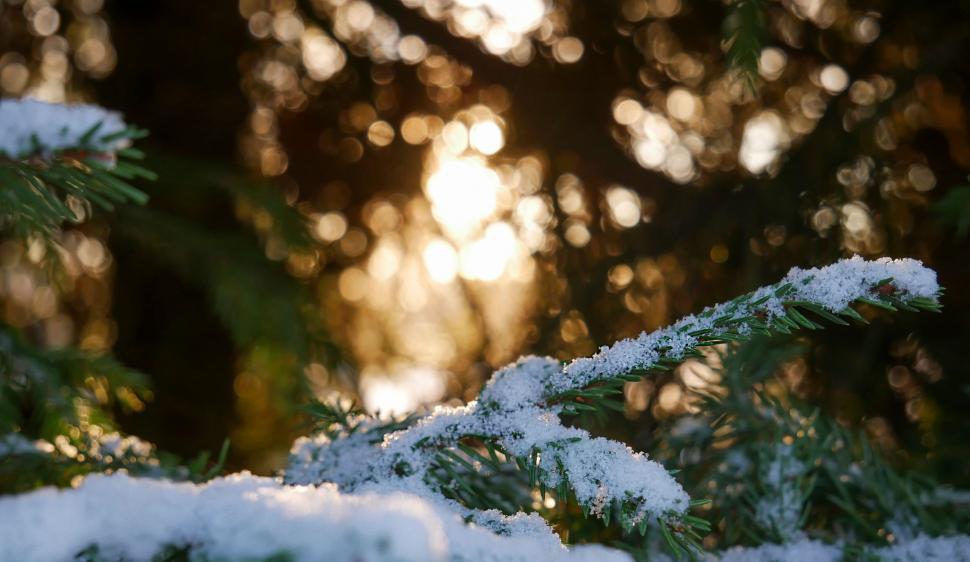 Free Image of Branch of evergreen tree with snow 