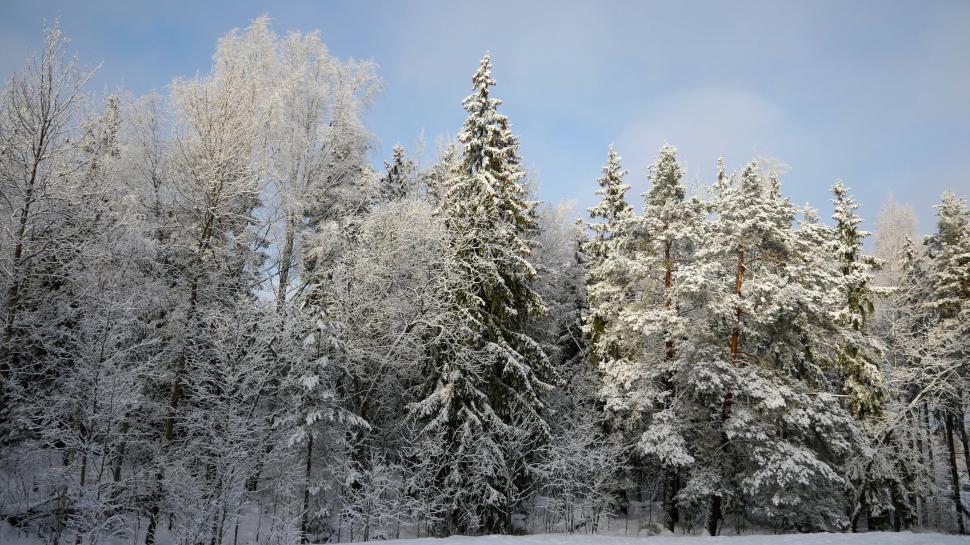 Free Image of Snowy winter forest under clear blue skies 