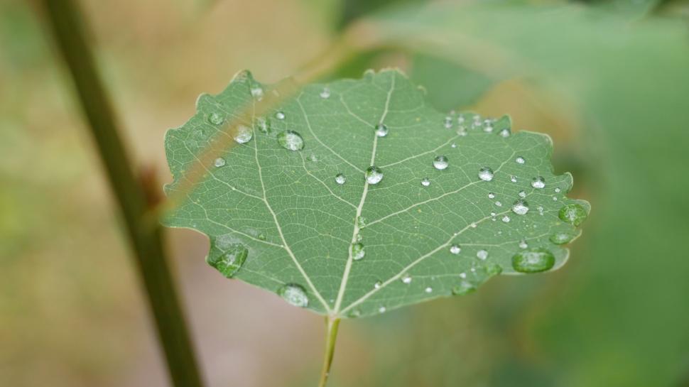 Free Image of Green leaf with water droplets after rain 