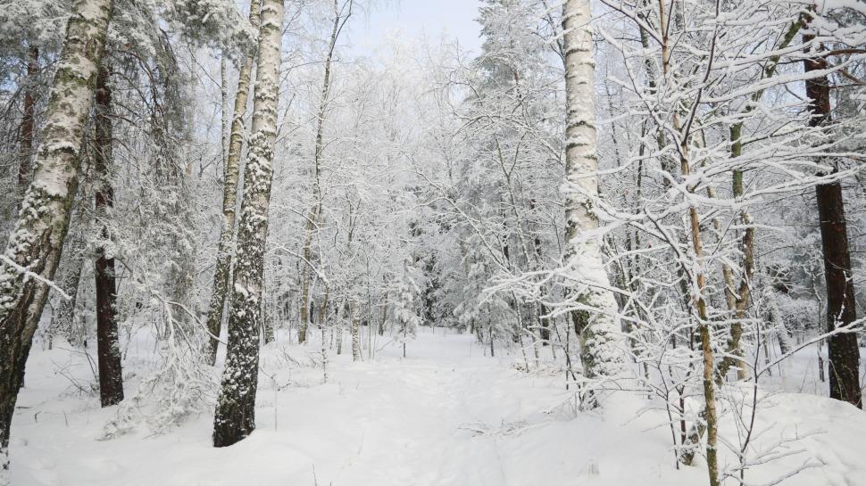 Free Image of Snow-covered forest landscape in winter 