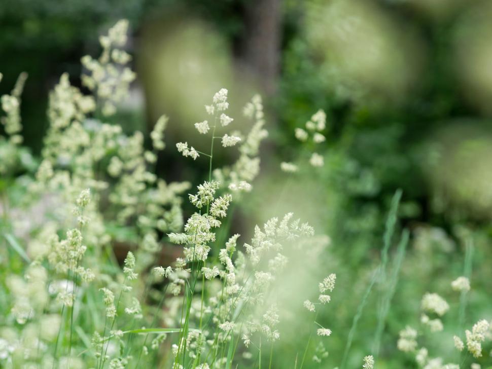 Free Image of Lush Green Field with White Wildflowers 