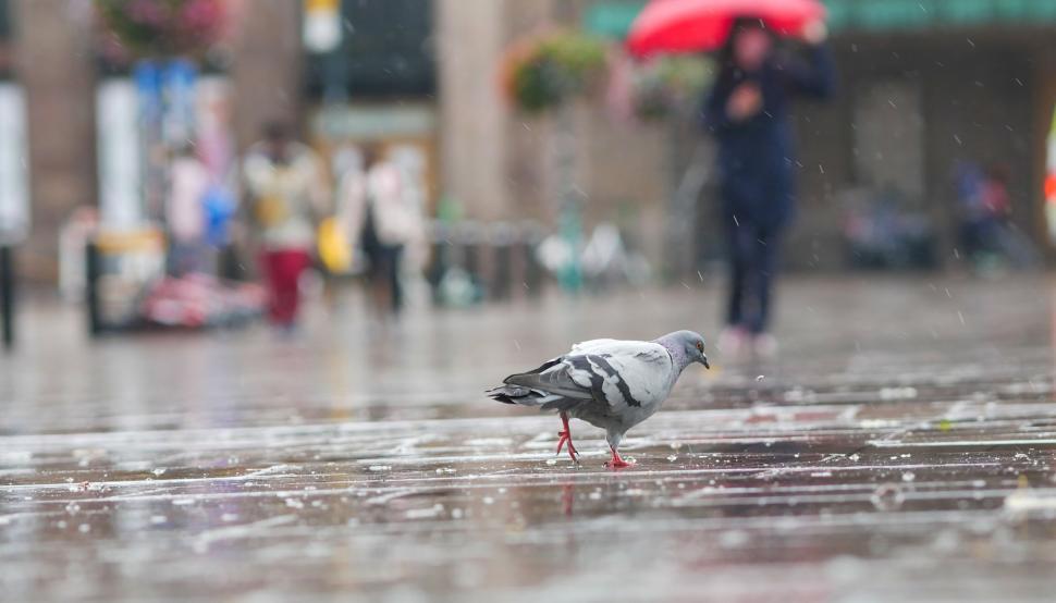 Free Image of Pigeon Walking on Rainy City Street 