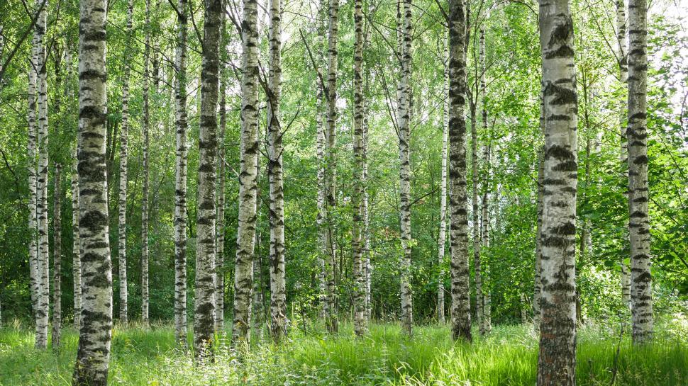 Free Image of Dense Birch Forest in Full Summer Greenery 