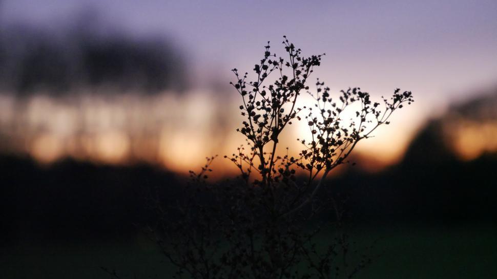 Free Image of Silhouetted wild grass against sunset sky 