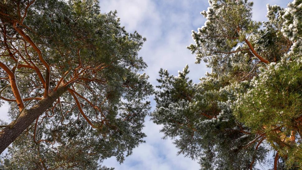 Free Image of Winter pine trees against the blue sky 