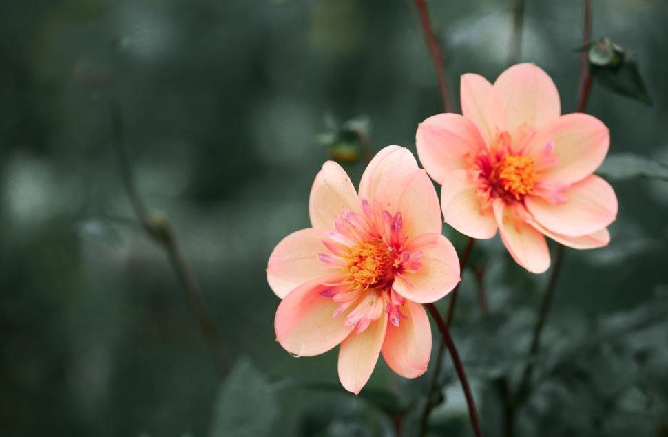 Free Image of Pink dahlias blooming in a green garden 