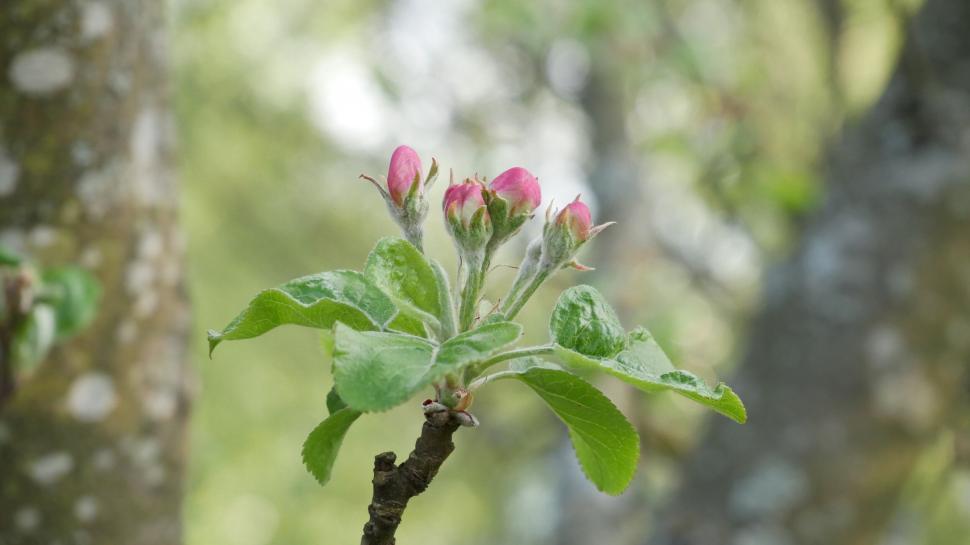 Free Image of Close-up of dewy apple blossom buds 