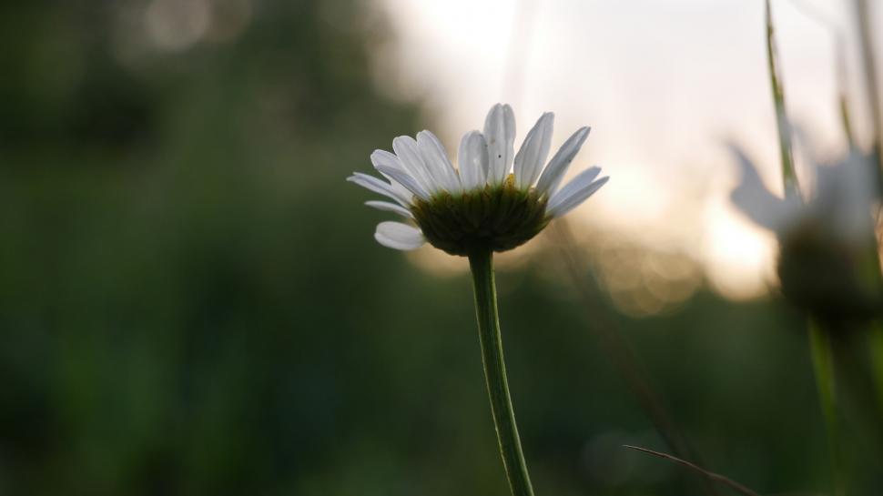 Free Image of Daisy flower against morning sunlight 