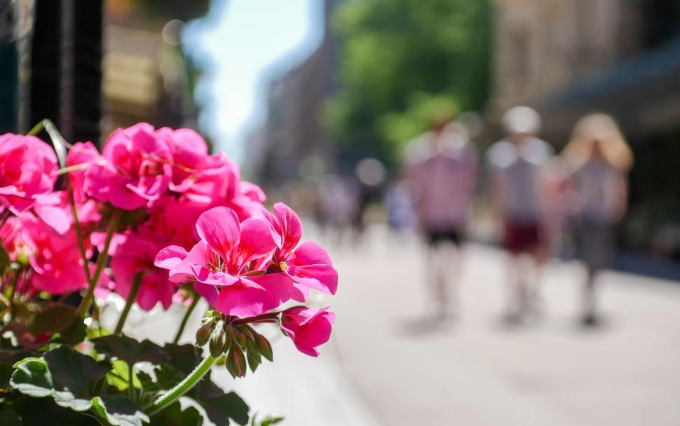 Free Image of Vibrant pink flowers with blurred city background 