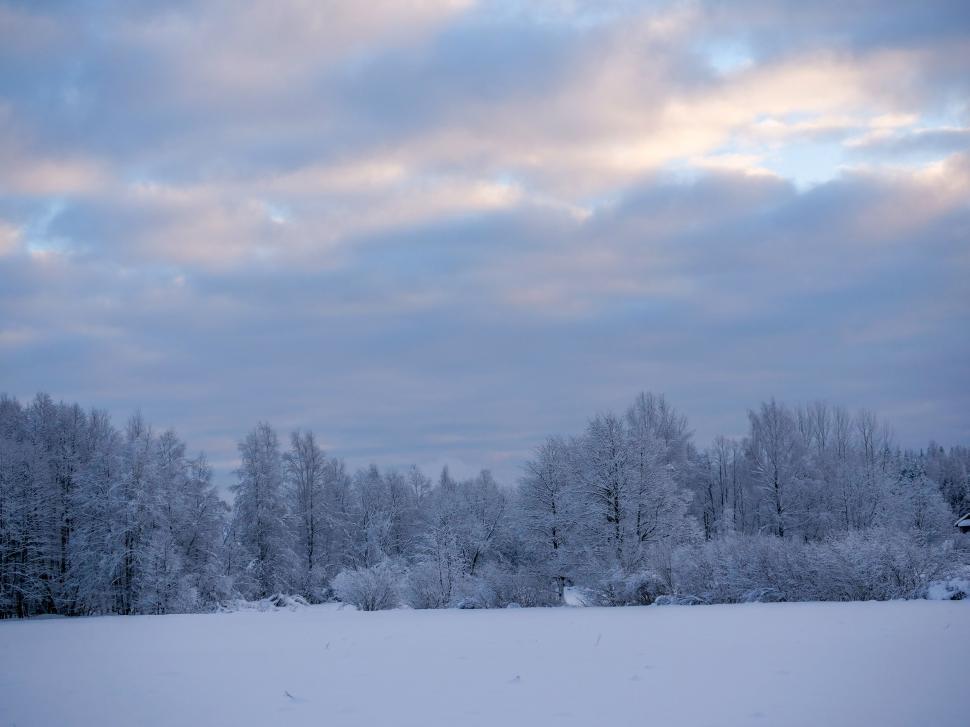 Free Image of Winter landscape with snowy trees and soft sky 