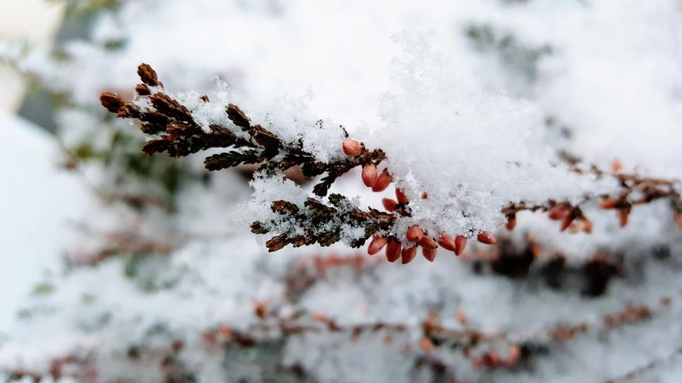 Free Image of Snow covered conifer branch close-up 