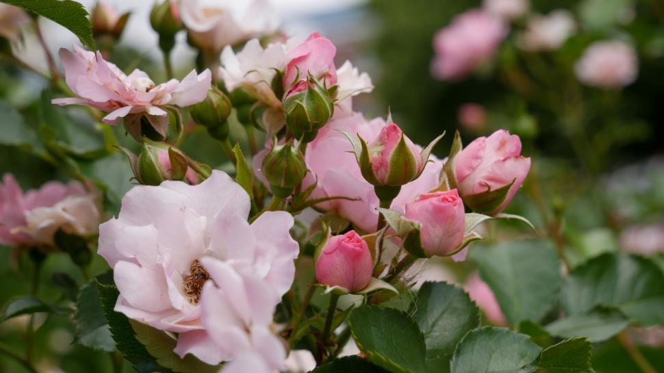 Free Image of Blooming pink roses in a garden 