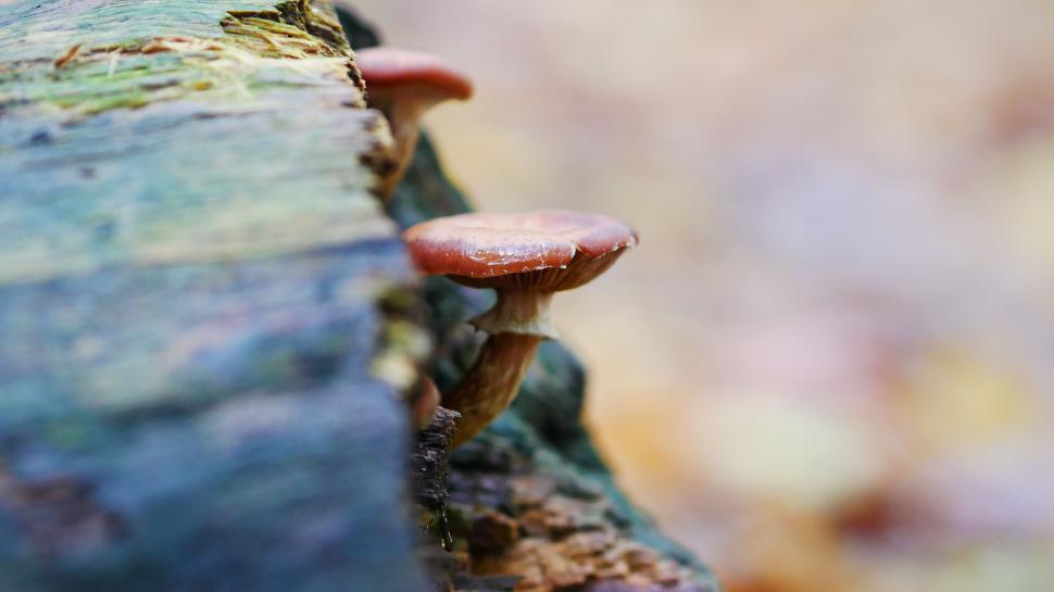 Free Image of Close-up of mushrooms on tree bark 