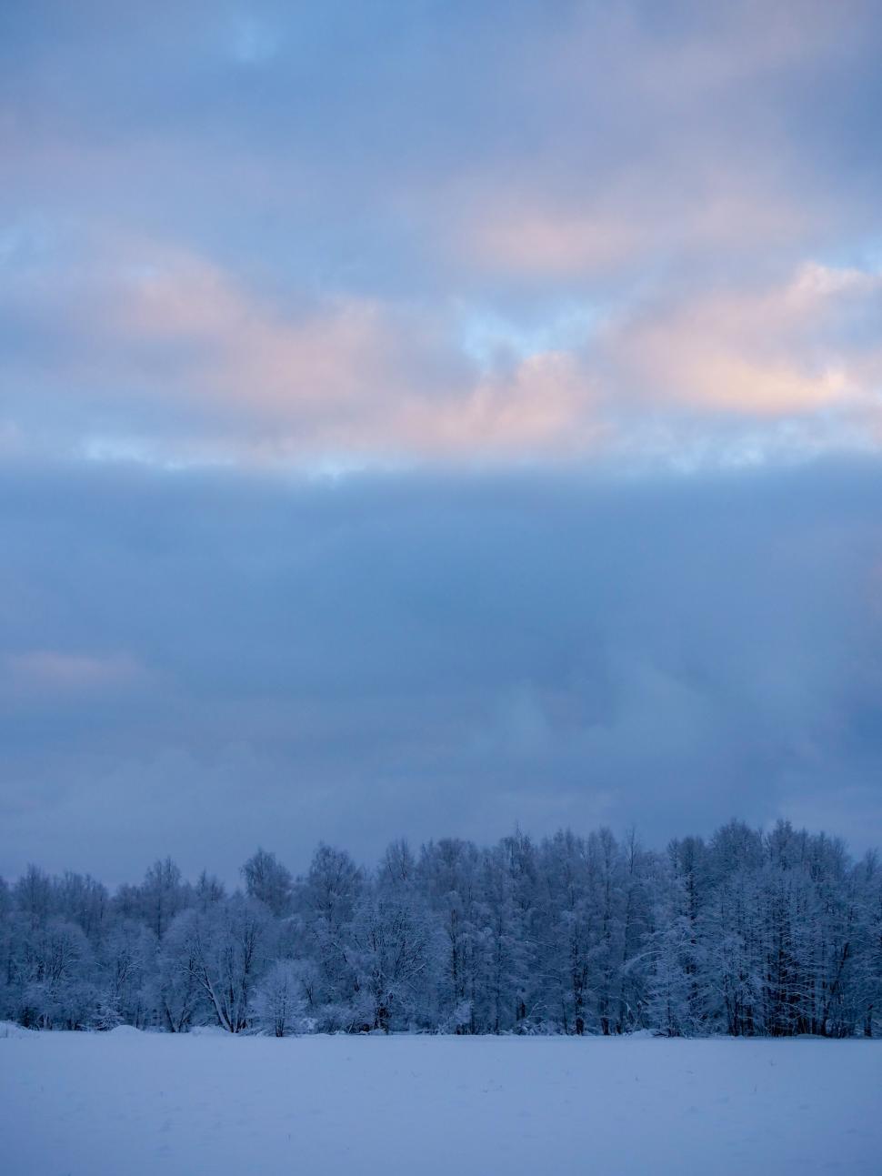 Free Image of Winter landscape with snow-covered trees at dusk 