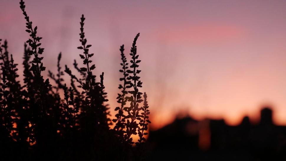 Free Image of Silhouetted plants against a vibrant sunset 