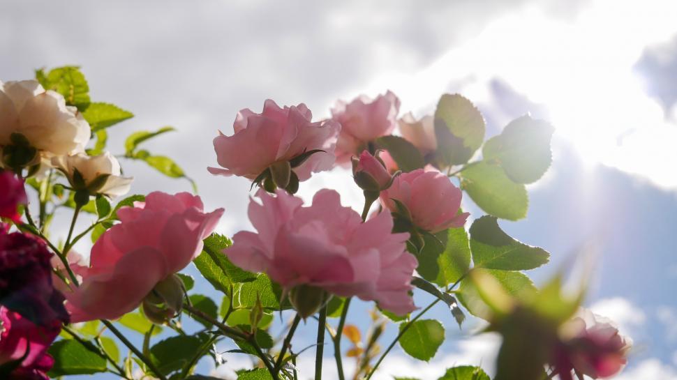 Free Image of Roses blooming under the sun with blue sky 